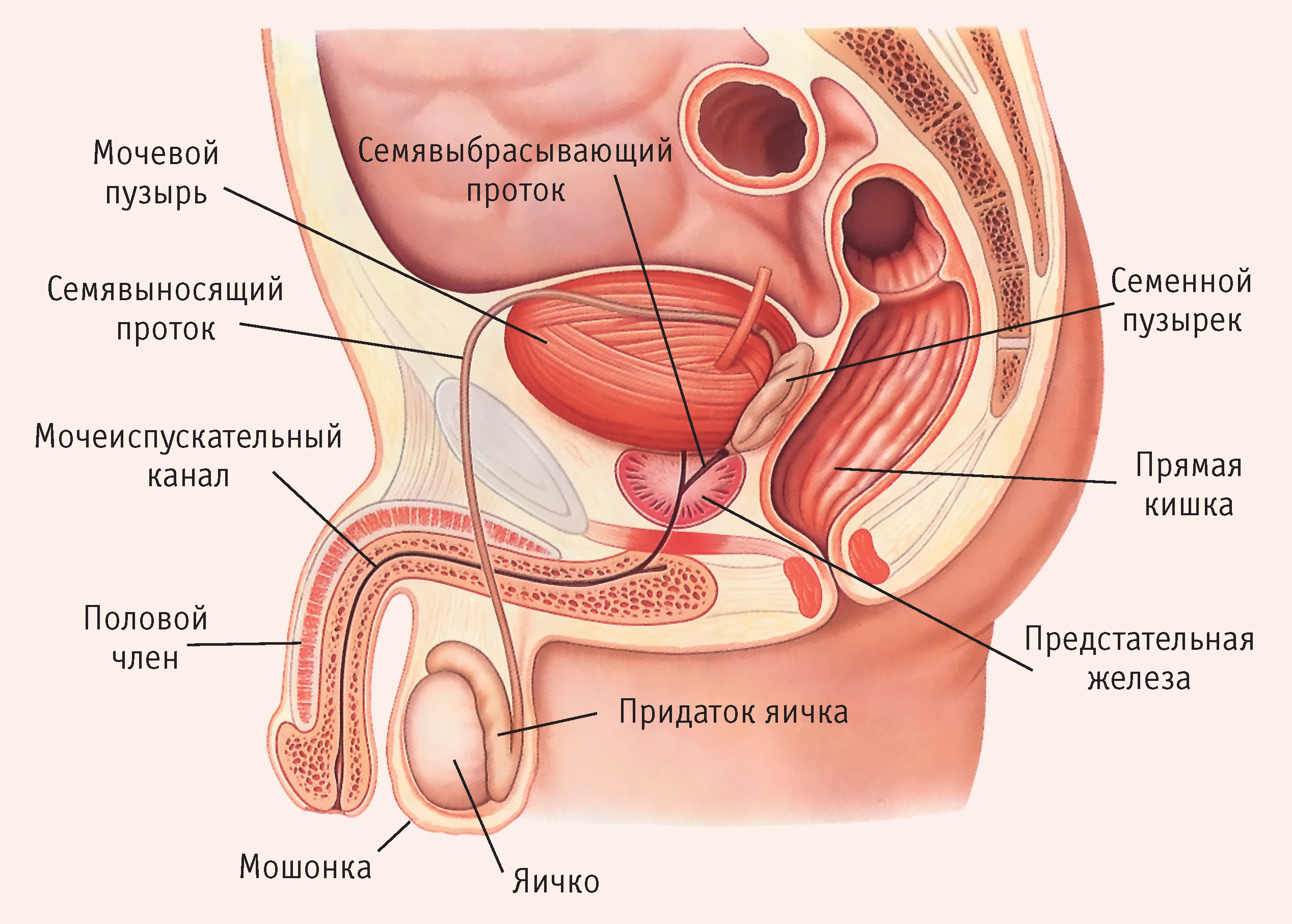 Наружные мужские половые органы анатомия